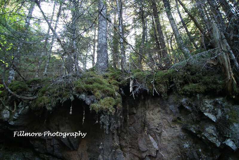 Mossy cliff in forest
