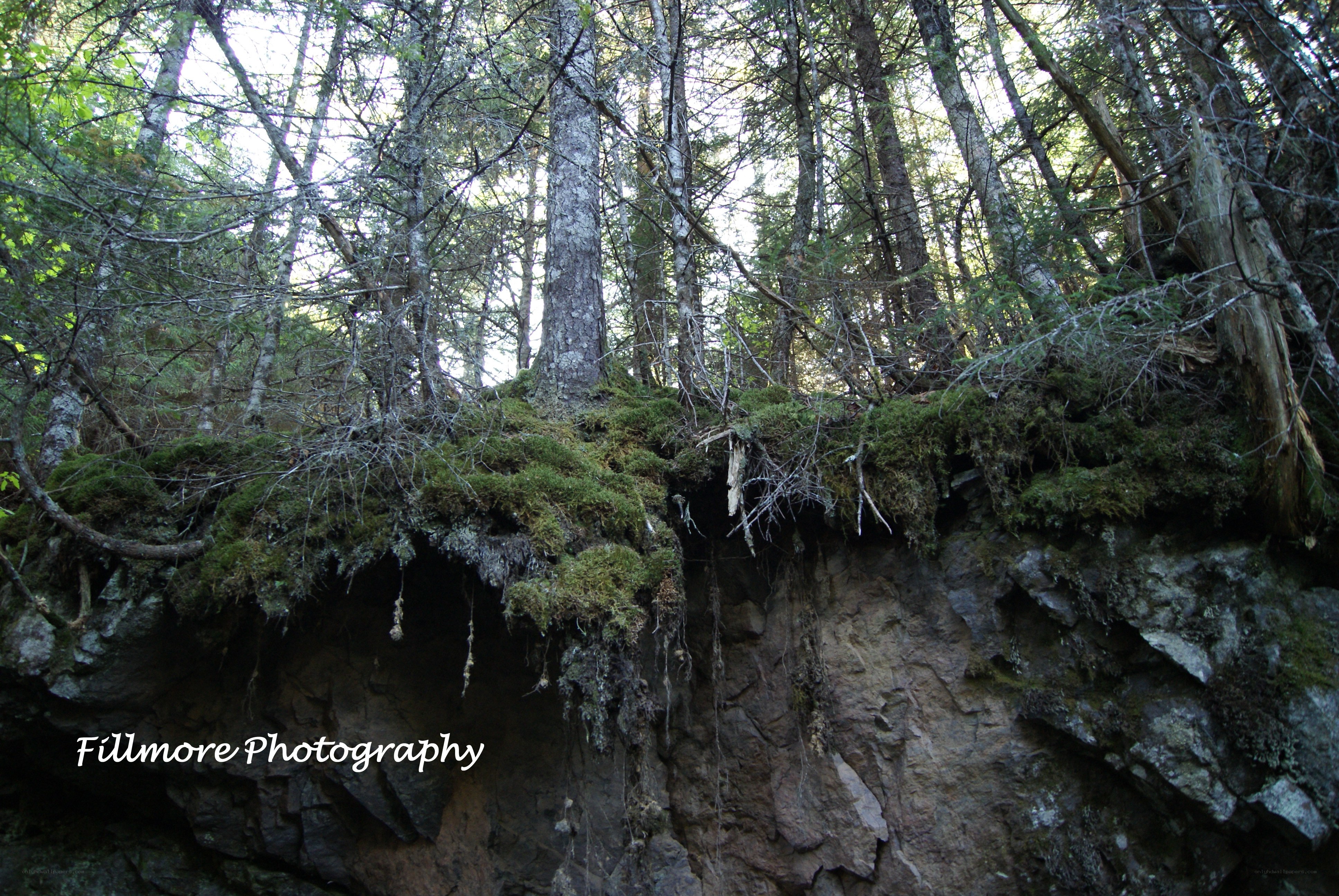 Mossy cliff in forest