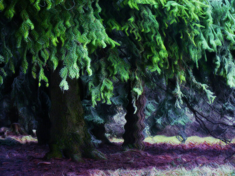 Mossy Evergreen Trees