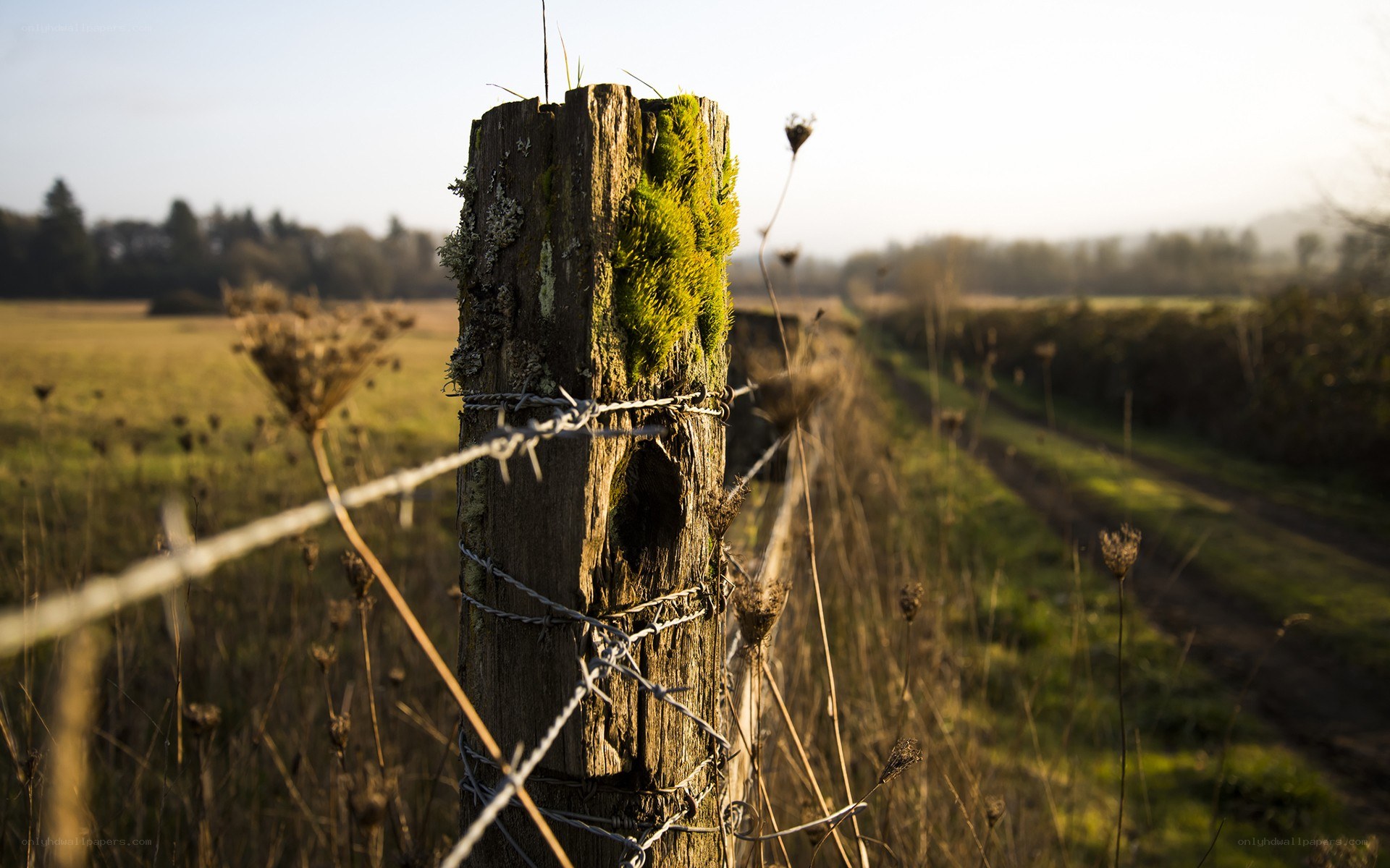 Mossy fence post in a field