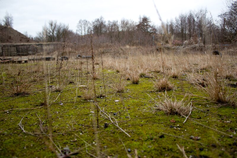 mossy field with dry grass