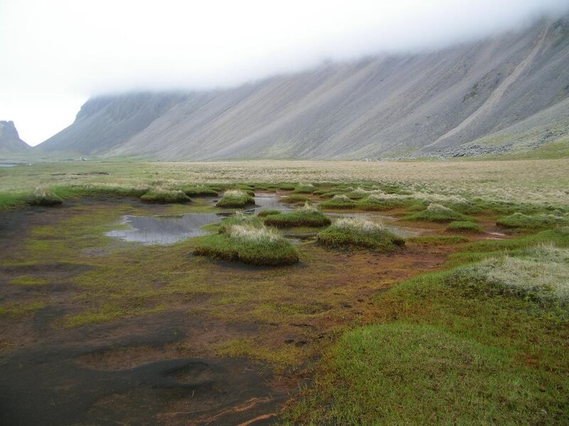 Mossy field with mountain backdrop