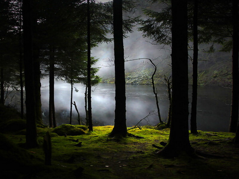 Mossy Forest by Lake