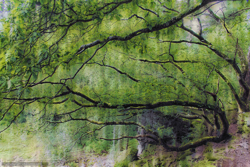 Mossy forest canopy