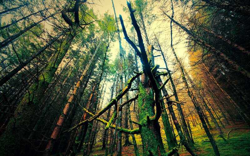 Mossy forest canopy view