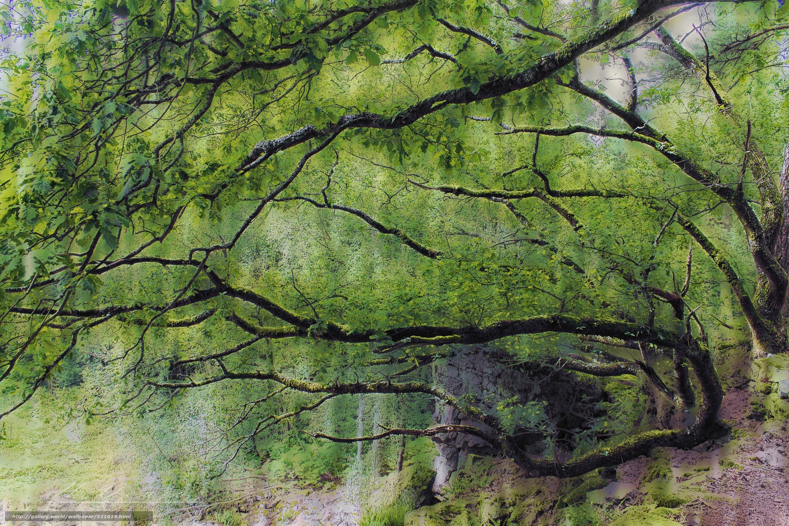 Mossy forest canopy