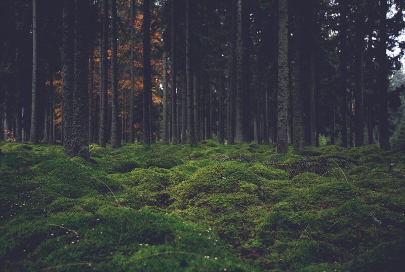 Mossy forest floor