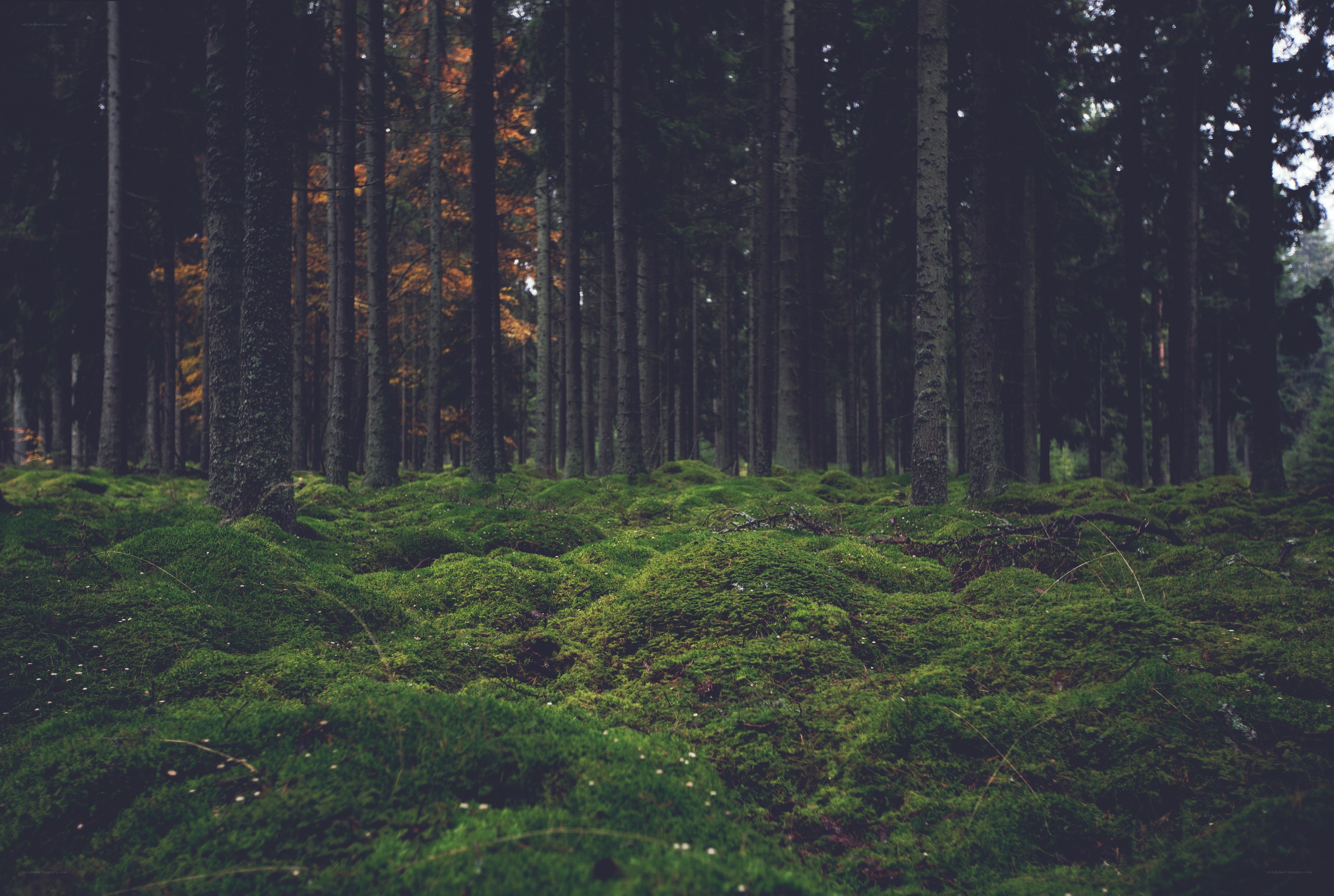Mossy forest floor