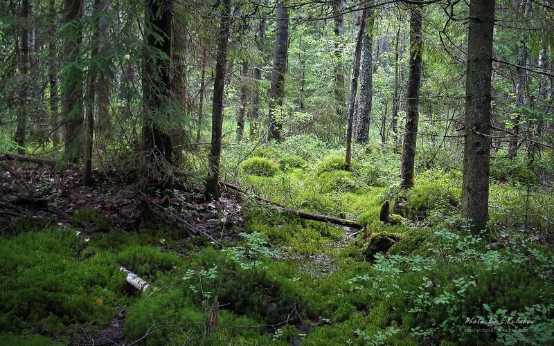 Mossy forest floor