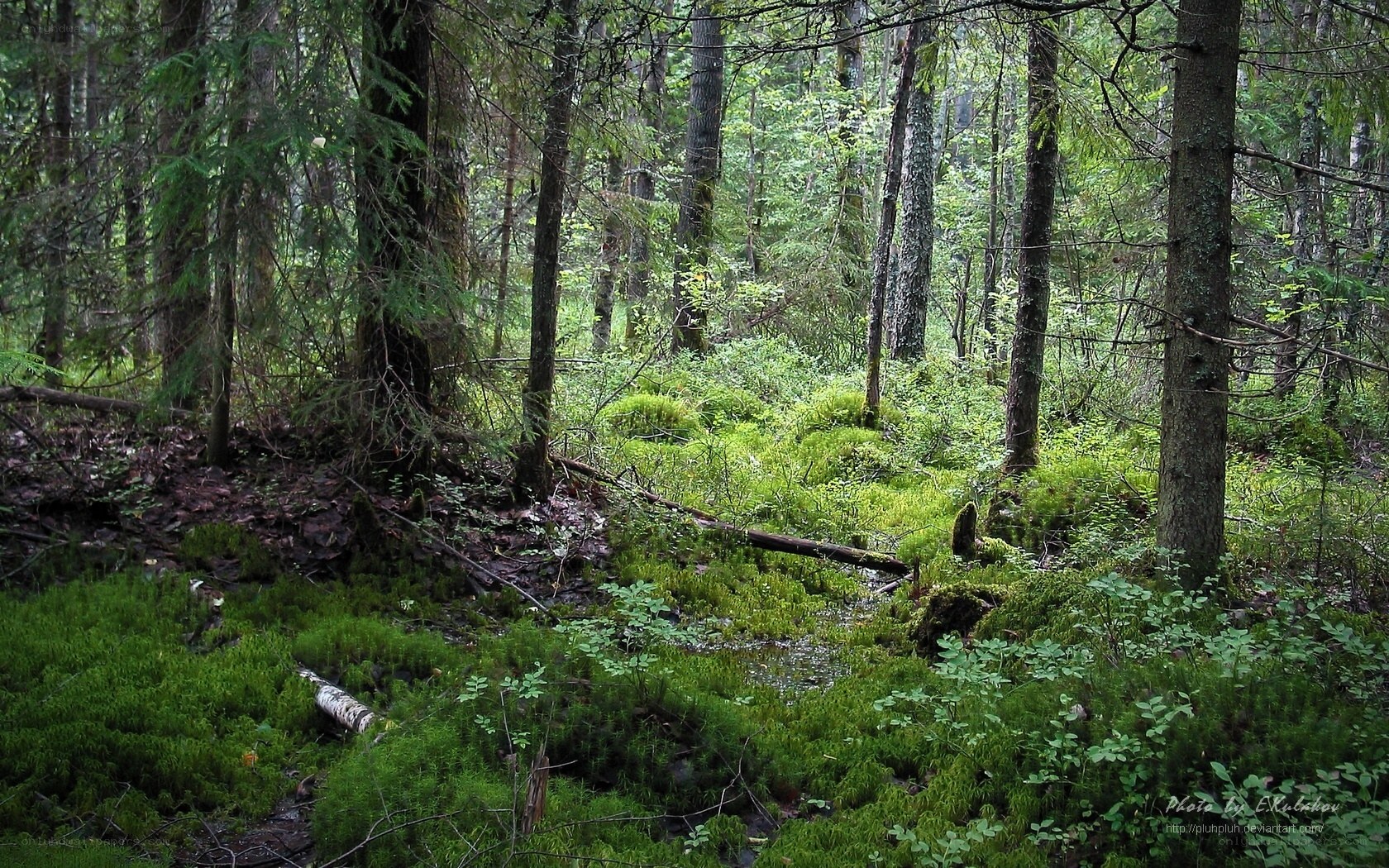 Mossy forest floor