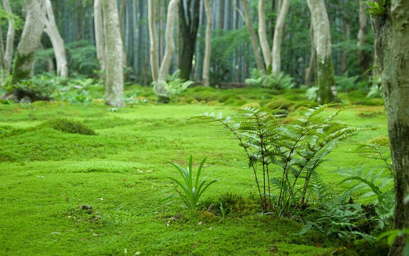 Mossy forest floor