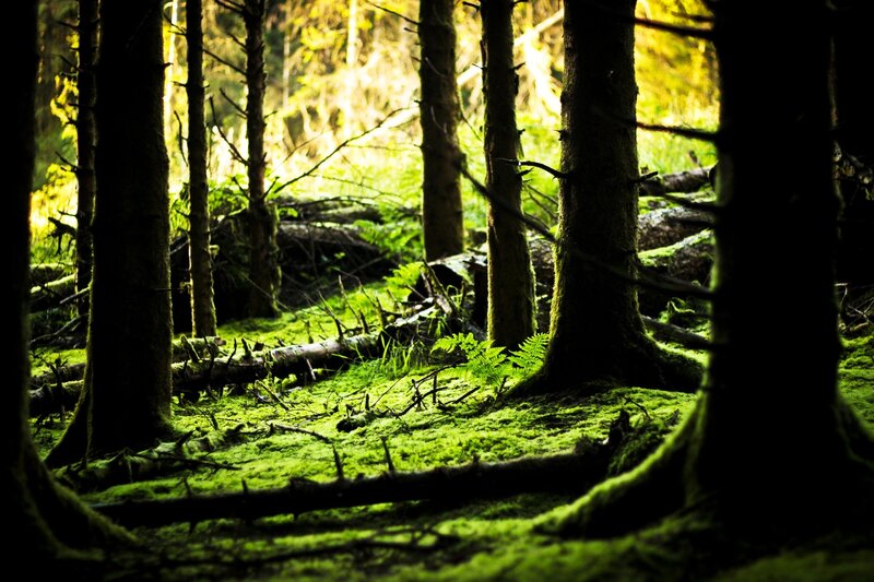 Mossy Forest Floor — Green, Dramatic