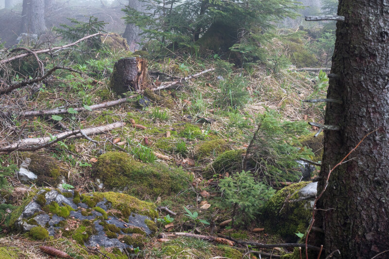 Mossy Forest Floor — Green, Misty