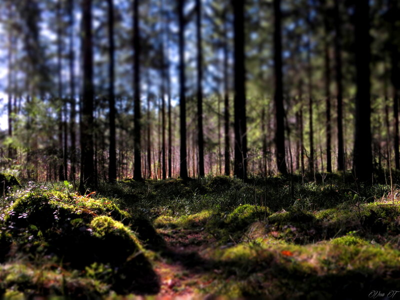 Mossy Forest Floor — Green, Serene, Afternoon, Photograph