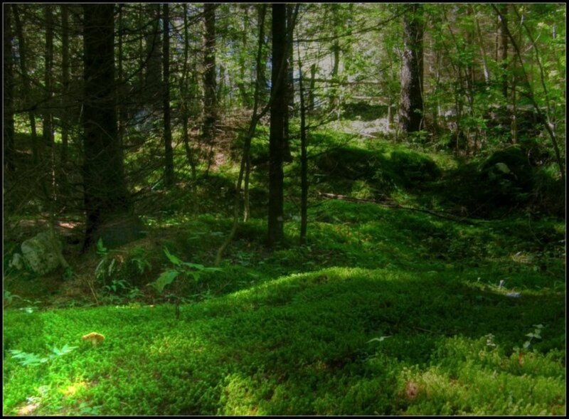 Mossy Forest Floor — Green, Serene, Afternoon