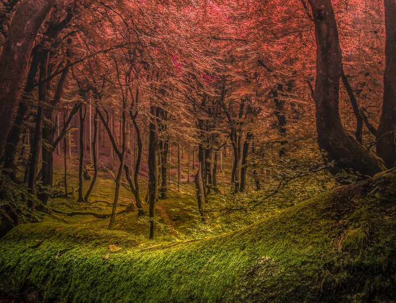 Mossy Forest Floor — Green, Serene, Autumn