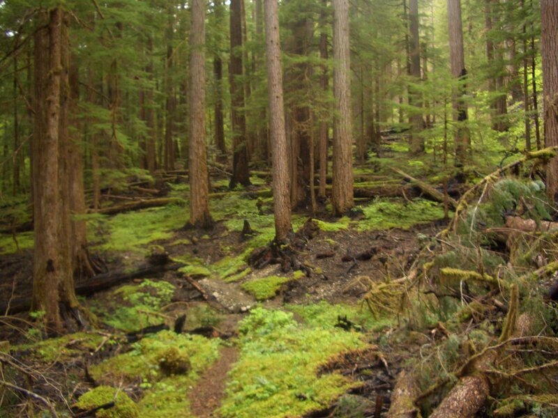 Mossy Forest Floor — Green, Serene, Morning, Photograph, Trees, Moss, Fallen Logs