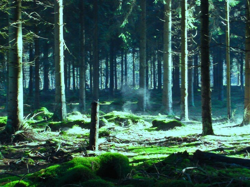 Mossy Forest Floor — Green, Serene, Morning, Photograph, Trees, Moss, Sunlight, Brown