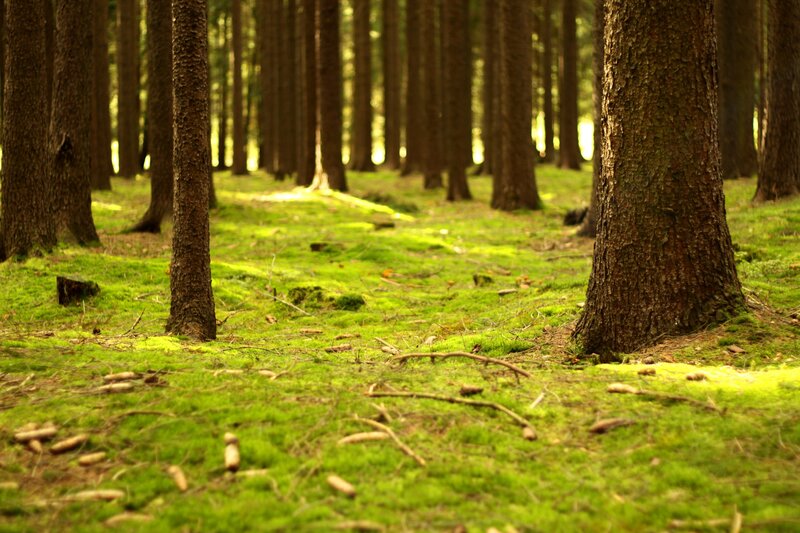 Mossy Forest Floor — Green, Serene, Morning, Photograph, Trees, Moss, Sunlight