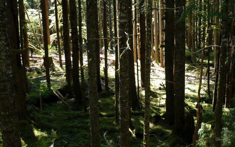 Mossy Forest Floor — Green, Serene, Morning, Photograph, Trees, Sunlight