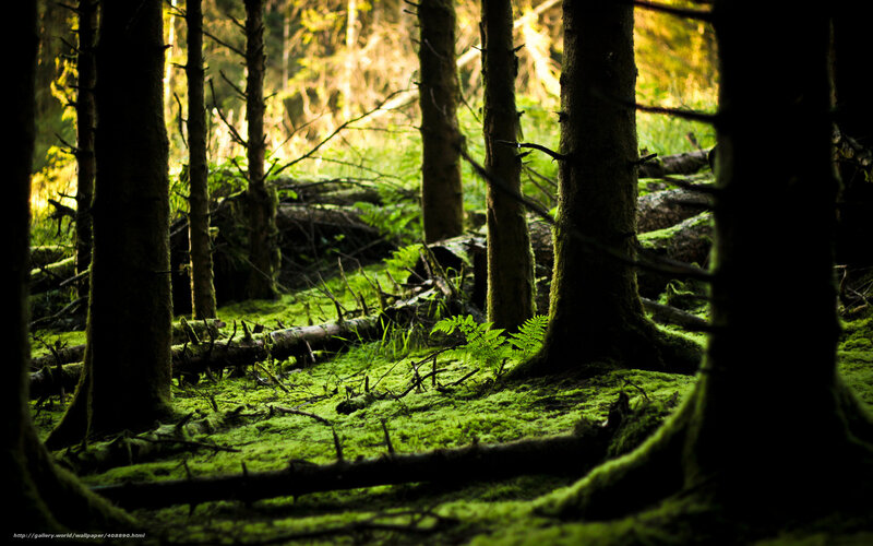 Mossy Forest Floor — Green, Serene, Morning