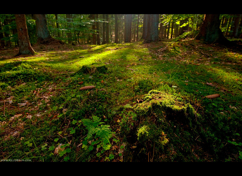 Mossy Forest Floor — Green, Serene
