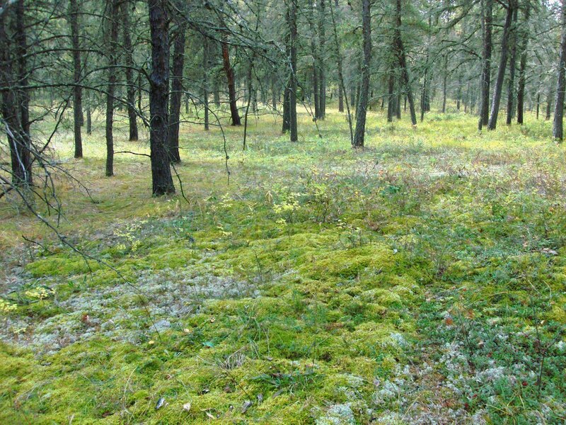 Mossy Forest Floor — Green