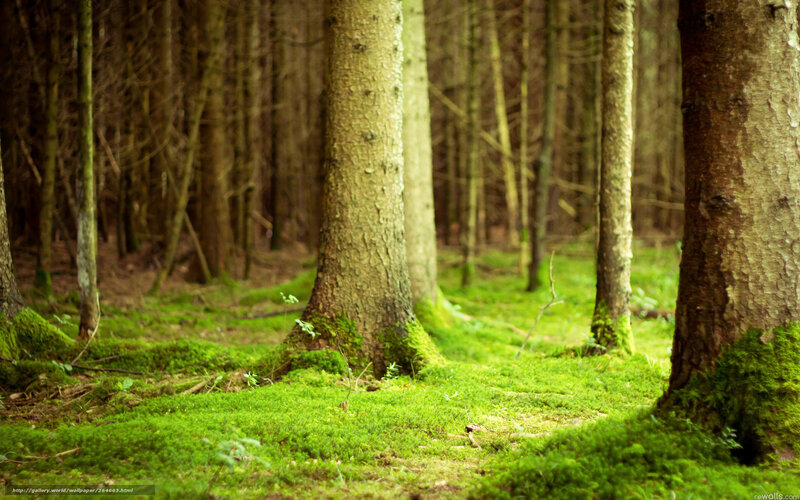 Mossy forest floor