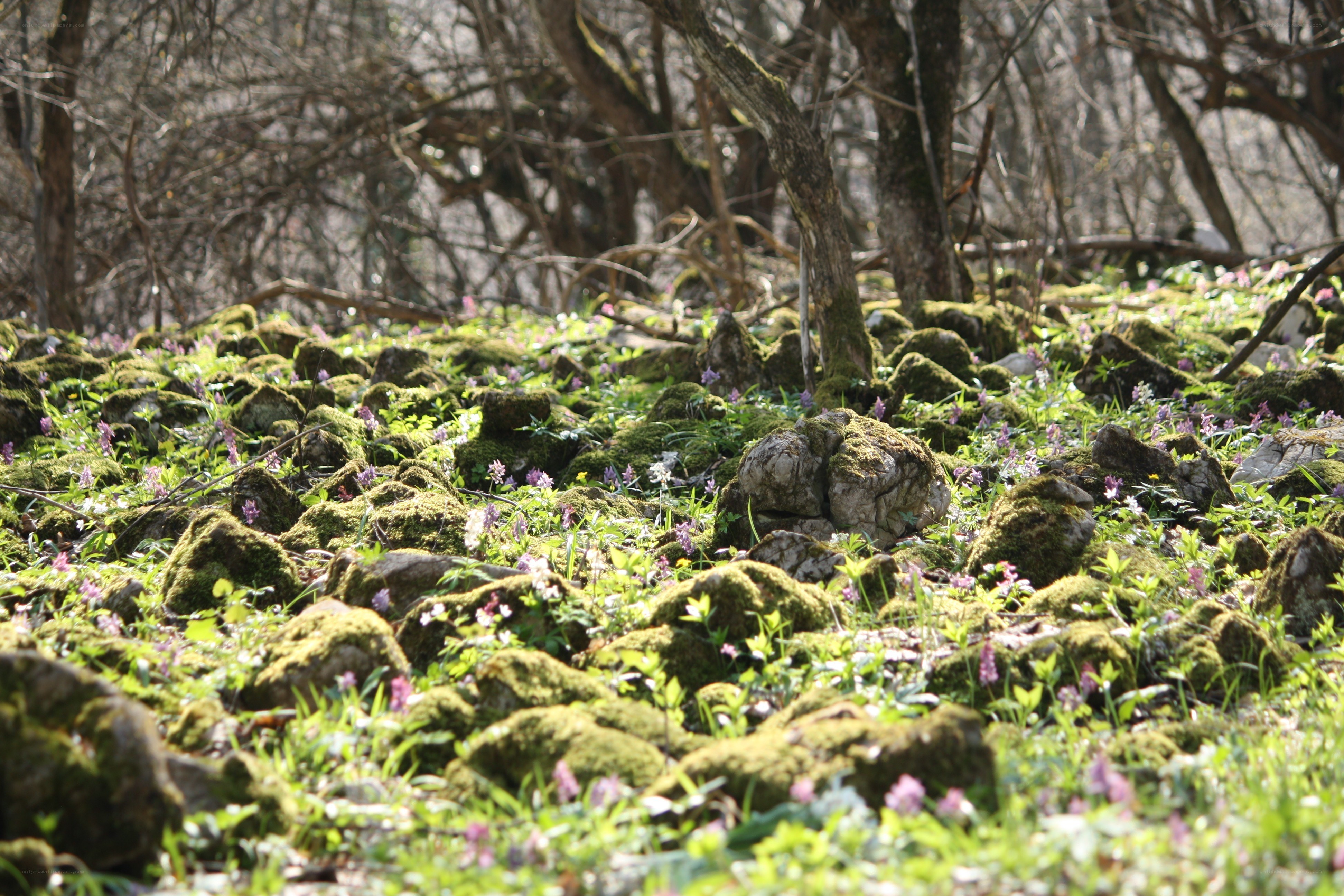 Mossy forest floor with wildflowers