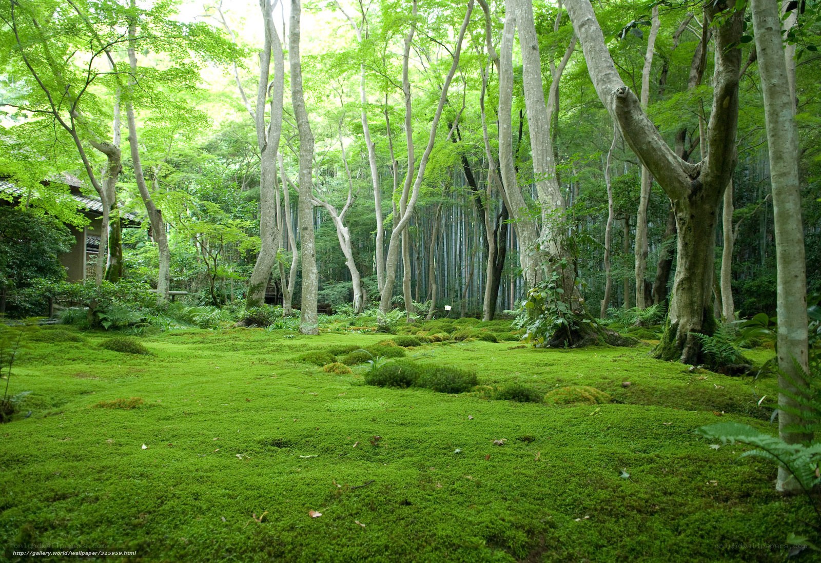 Mossy forest garden