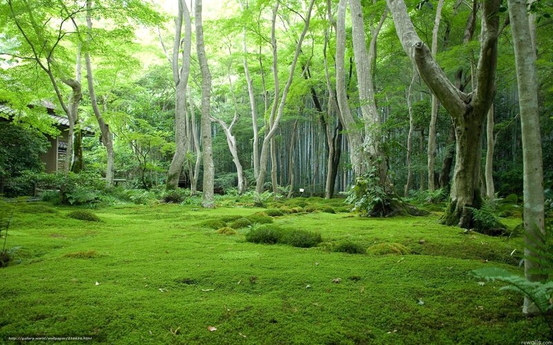 Mossy forest garden