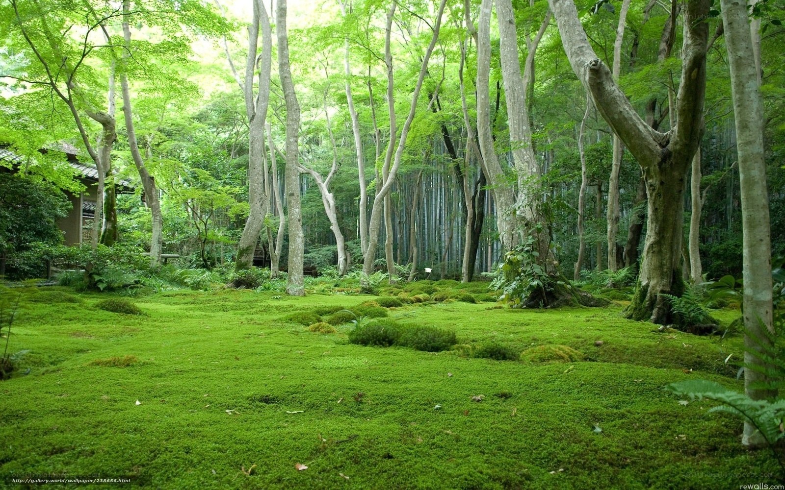 Mossy forest garden