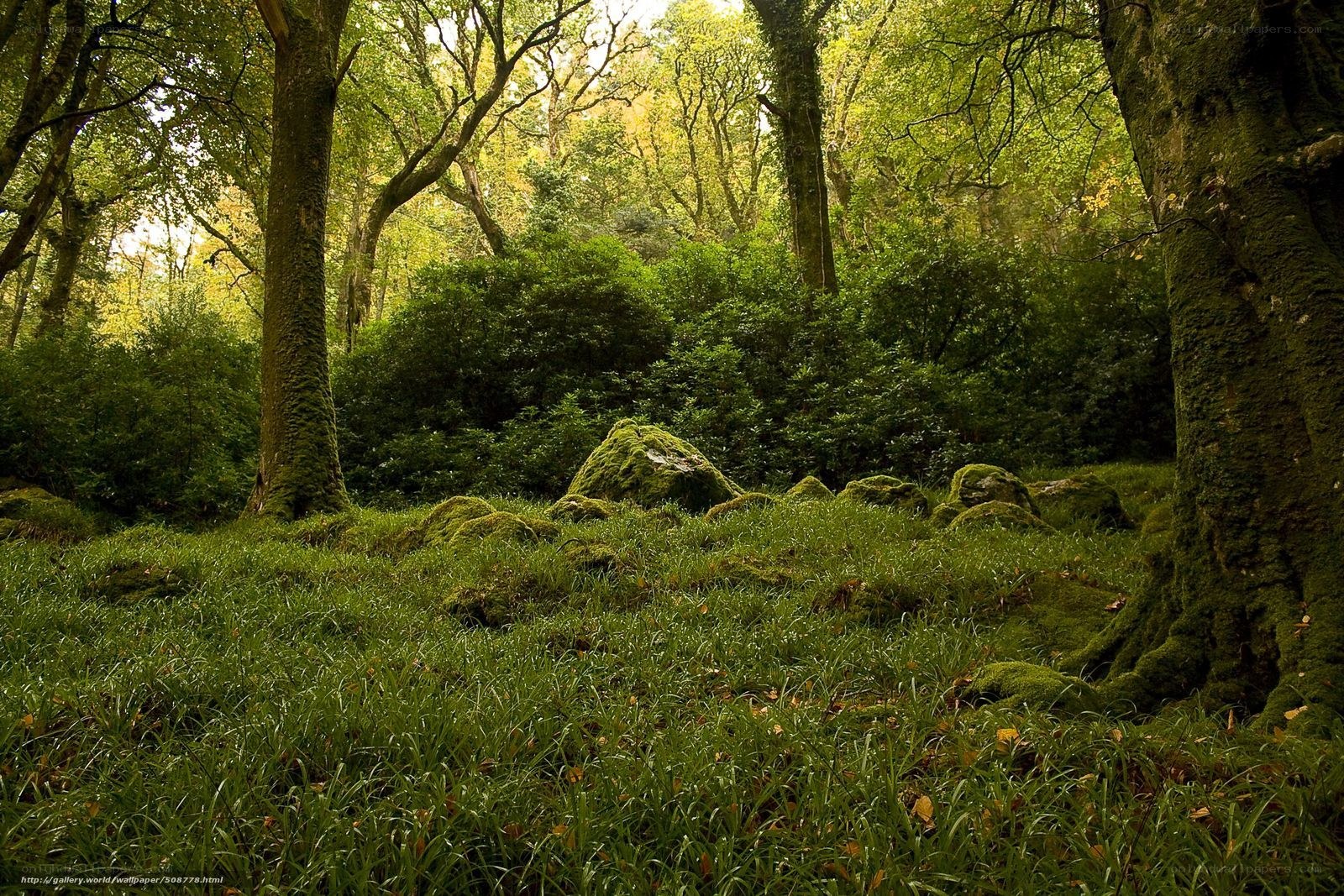 Mossy forest glade
