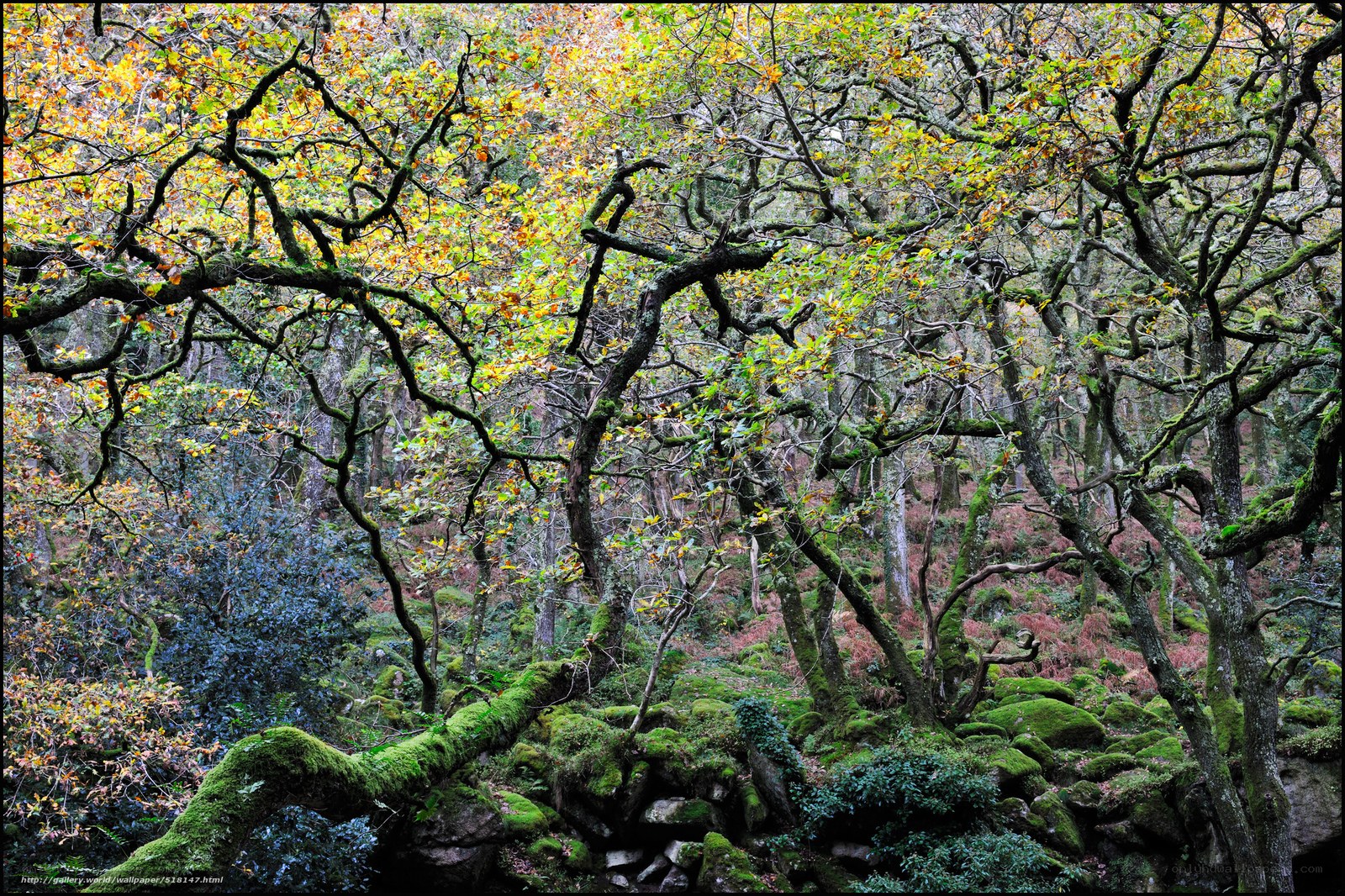 Mossy forest in autumn