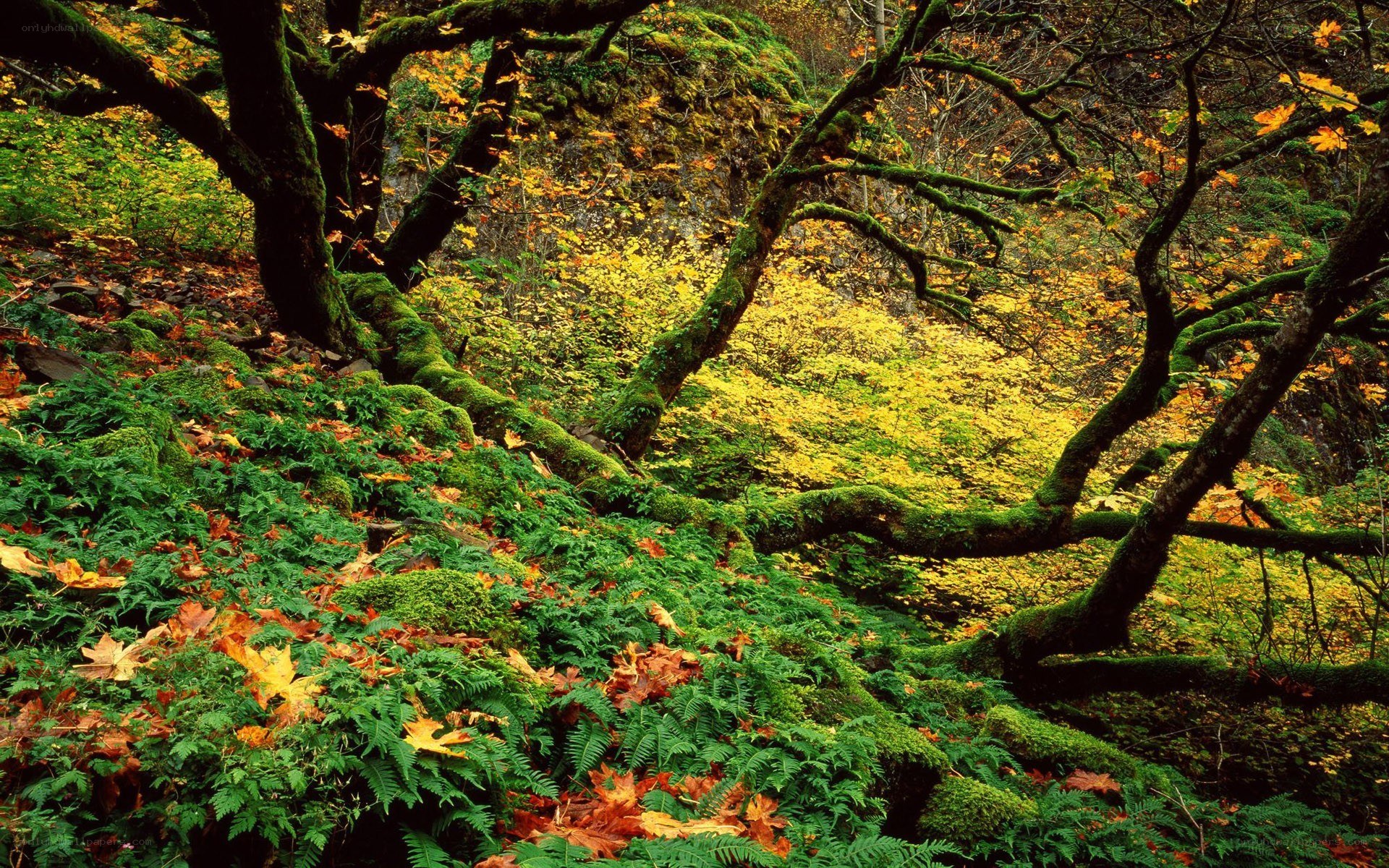 Mossy forest in autumn