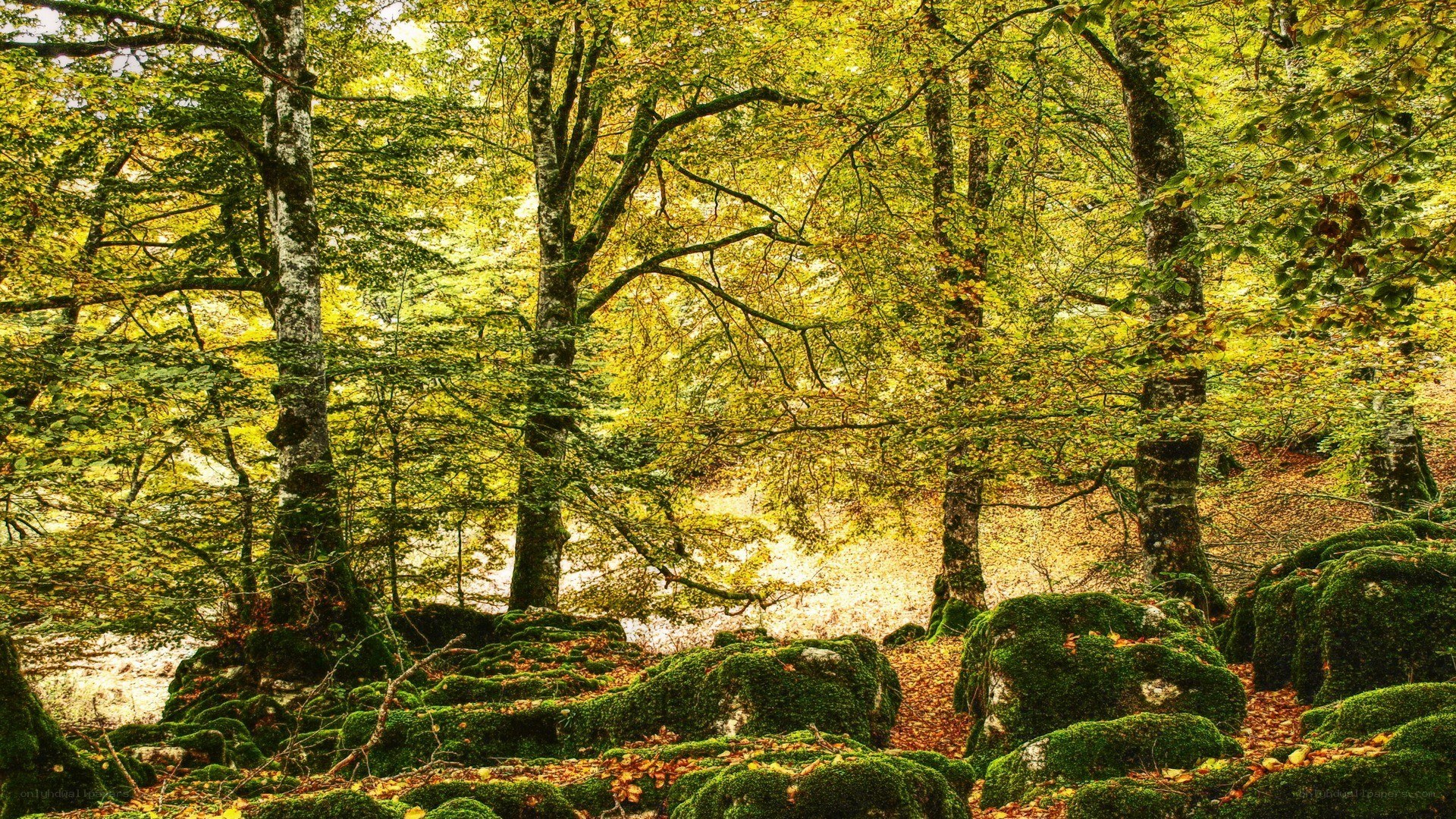 Mossy forest in autumn