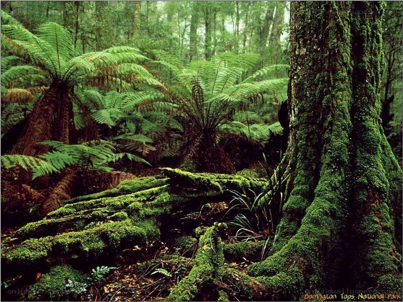 Mossy forest in Barrington Tops