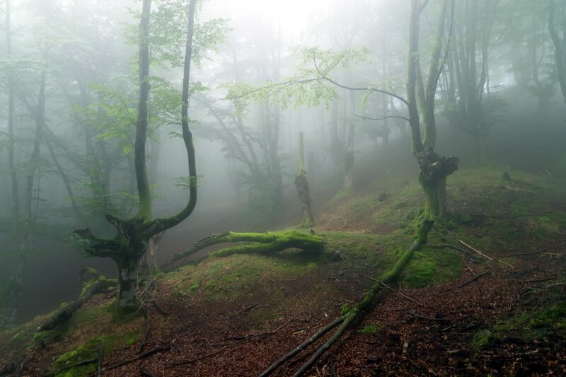 Mossy Forest in Fog — Green, Misty