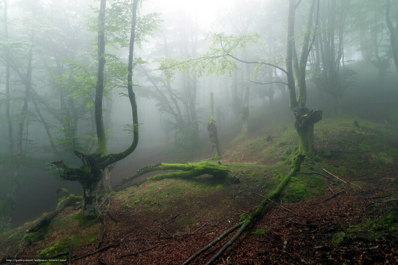 Mossy Forest in Fog