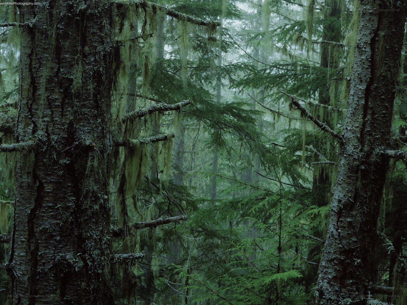 Mossy forest in mist