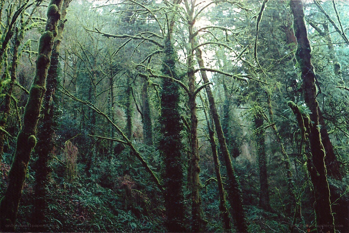 Mossy forest in mist