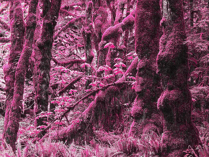Mossy forest in pink tones
