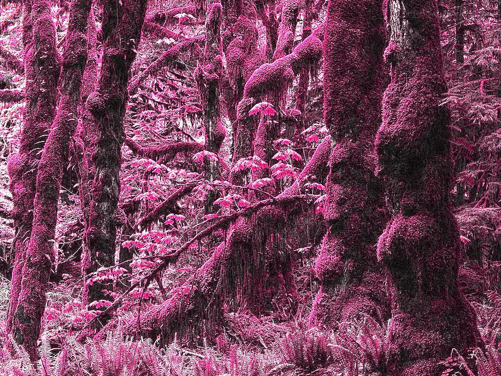 Mossy forest in pink tones