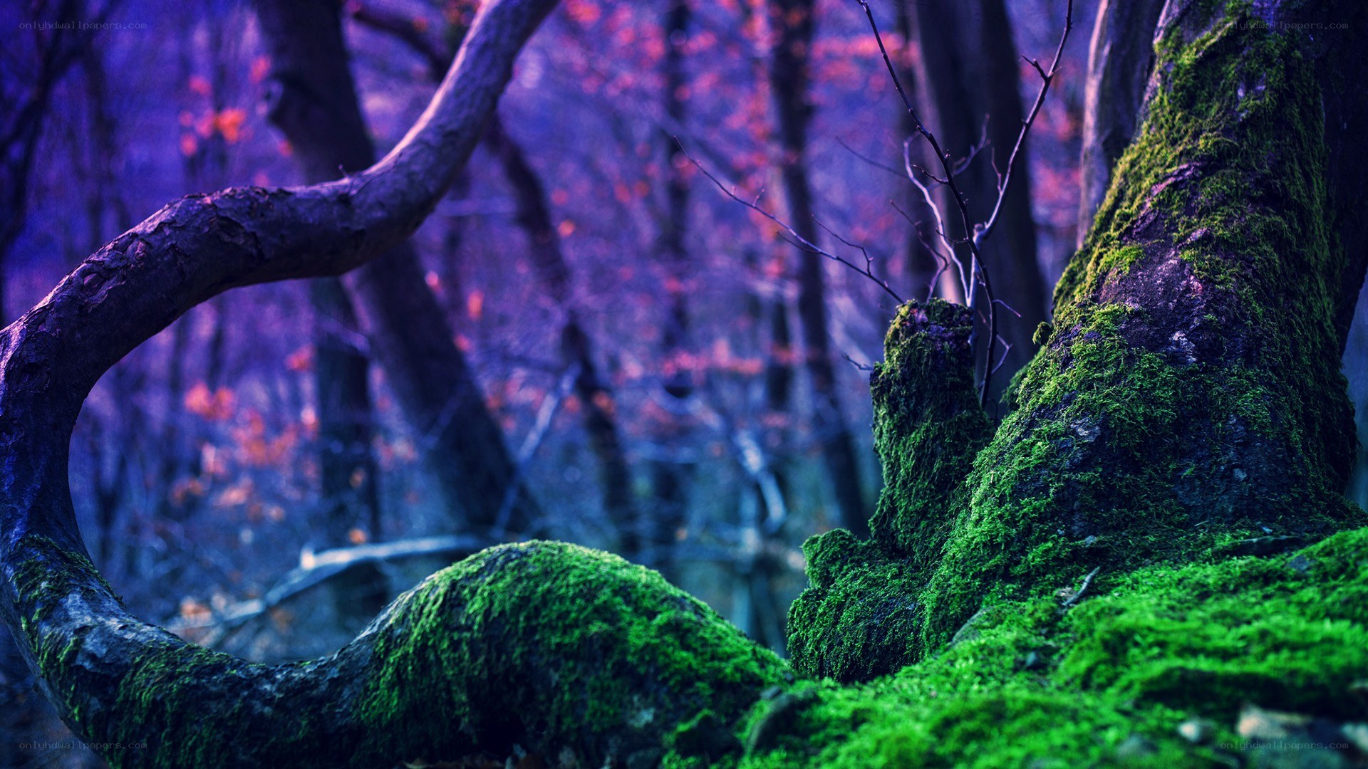 mossy forest in purple light