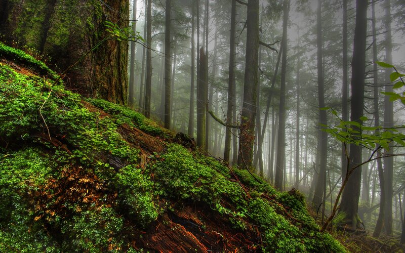 Mossy forest in the mist