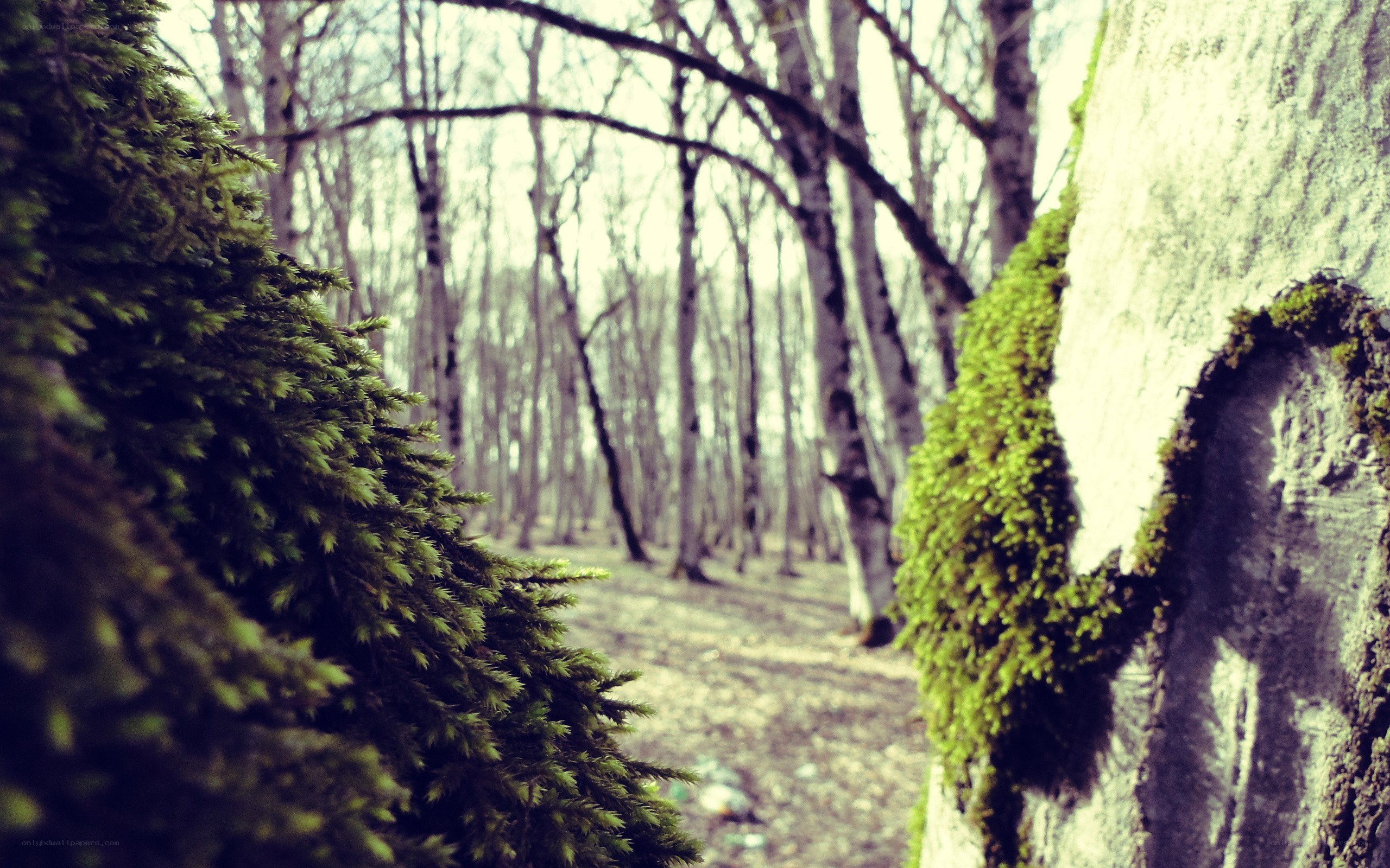 Mossy forest path