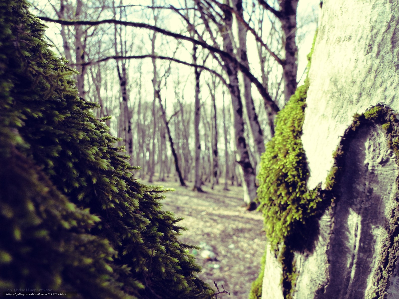 Mossy forest path