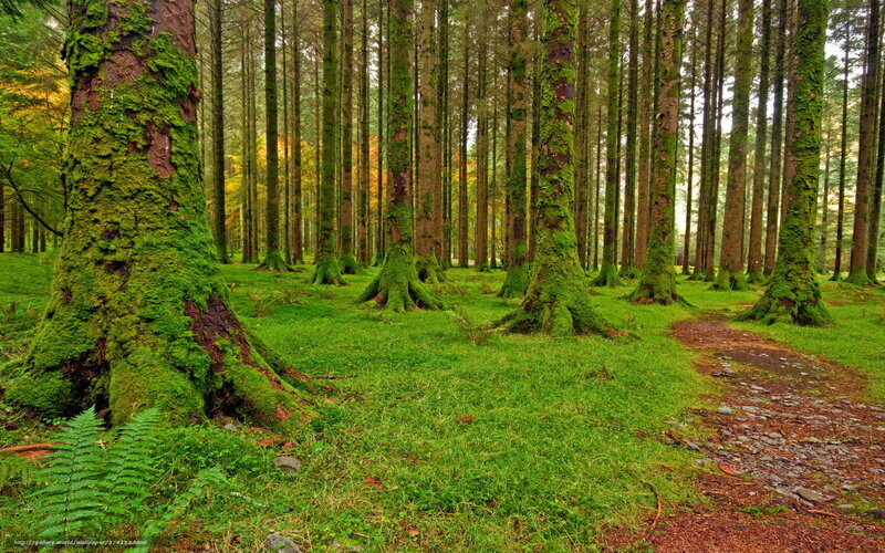 Mossy forest path