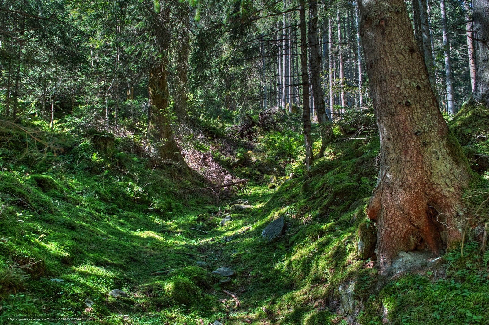 Mossy forest path