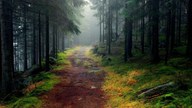 Mossy Forest Path — Green, Misty, Morning, Photograph